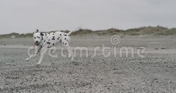 在海滩上跑狗达尔马提亚嘴里拿着一个小球4k视频的预览图