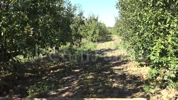 农场果园果树种植园里装满收获苹果的木箱4K视频的预览图