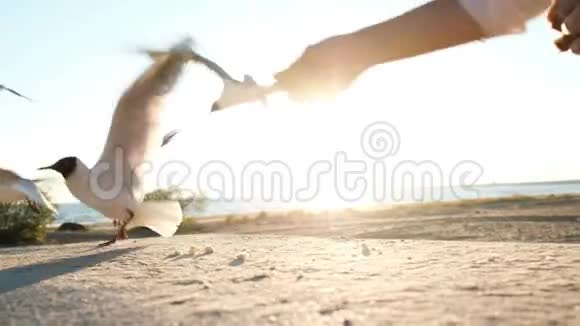 日落时分人们用面包喂饱饥饿的海鸥特写镜头视频的预览图