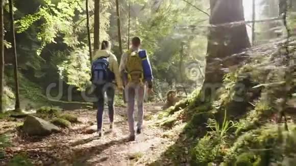 清晨几个游客正沿着一片神秘的森林散步太阳的光芒透过视频的预览图