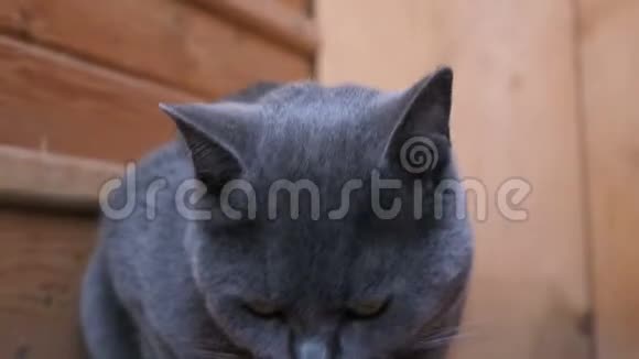 英国成年蓝发猫吃着碗里的食物舔着视频的预览图