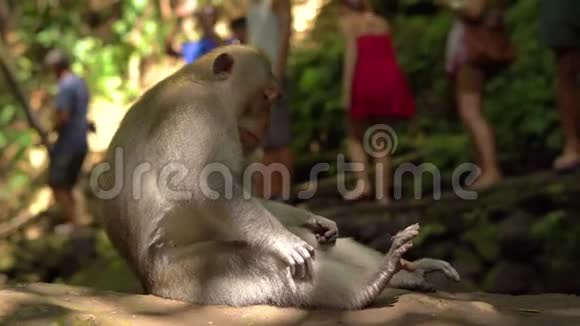 一只野生的猕猴雄斑猴坐在岩石上视频的预览图