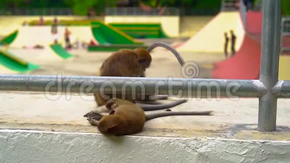对比自然与城市的概念一只野猴子坐在滑板公园的背景下慢镜头视频的预览图