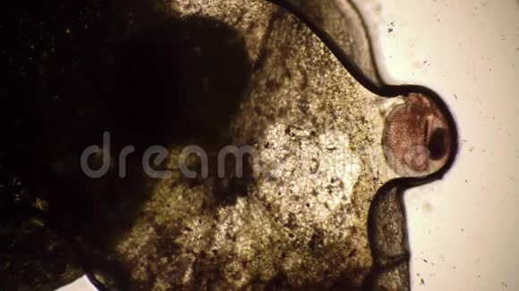 显微镜下水蚤的微观背景视频的预览图