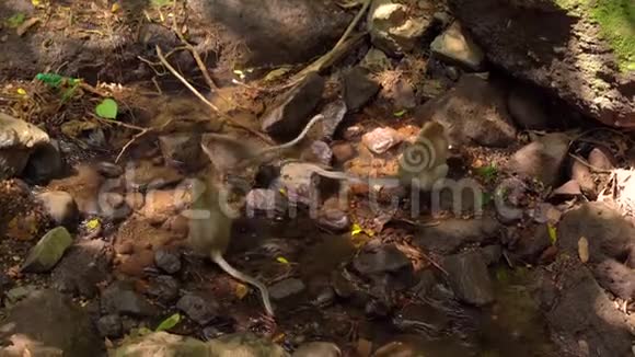 河边一群野生猕猴在寻找食物视频的预览图