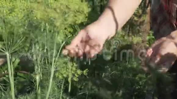 一位老年妇女在花园里采集庄稼把嫩绿色的树枝撕下来视频的预览图