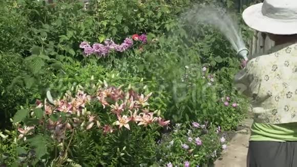 一位老妇人在花园里照顾植物给美丽的花朵浇水还有一段录像视频的预览图