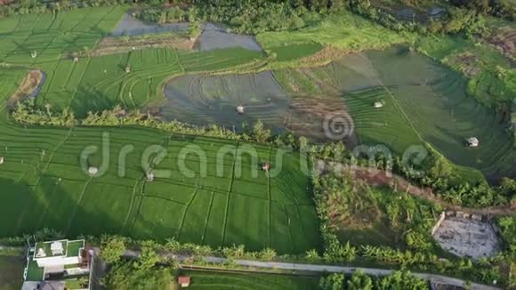 绿色水稻梯田和有农作物的农业用地有稻田的农田农村的农作物视频的预览图