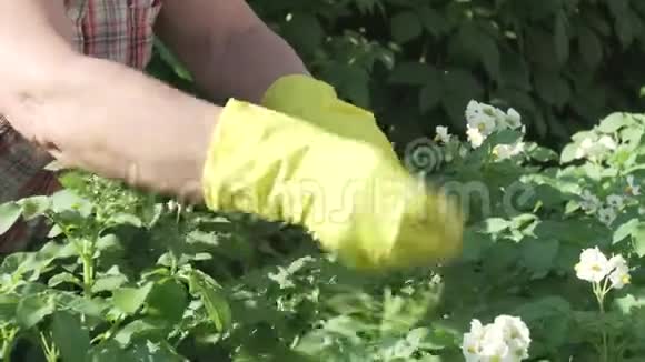 一位老太太照料花园里的植物剪掉土豆丛里不必要的花视频的预览图