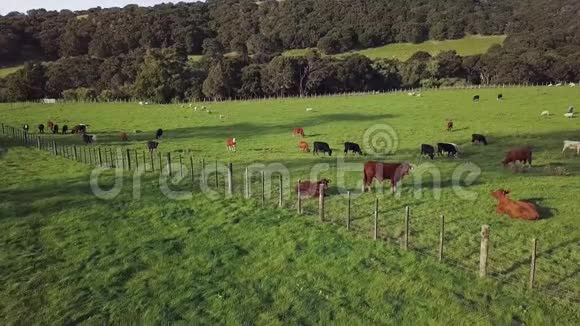 新西兰在日落时奶牛视频的预览图