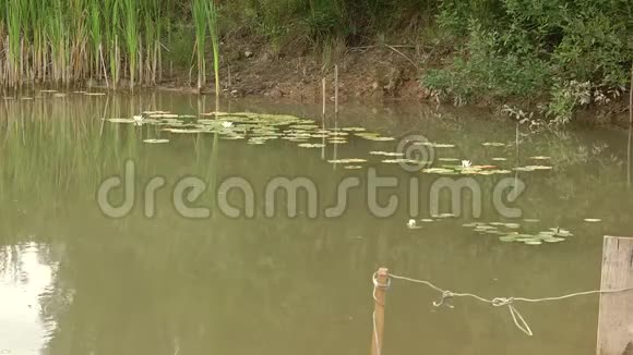 湖中的绿水浑浊的水树叶上坐着青蛙视频的预览图