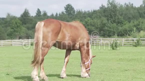 一匹大红马走在田野上马在吃草视频的预览图