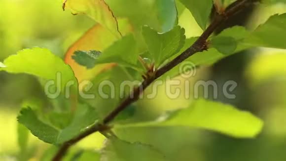 春天的自然鲜绿叶宏拍视频的预览图