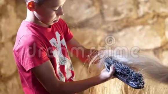 在马厩里在农场里男孩孩子会照顾一匹马用特殊的刷子梳尾巴刷尾巴视频的预览图