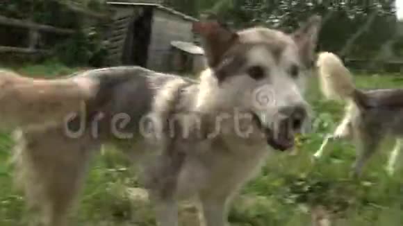 户外流浪动物收容所悲伤的杂种狗快乐的访客庇护所视频的预览图