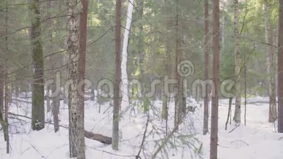 冬天的云杉林视频的预览图