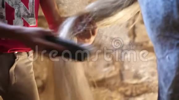 在马厩里在农场里男孩孩子会照顾一匹马用特殊的刷子梳尾巴刷尾巴视频的预览图