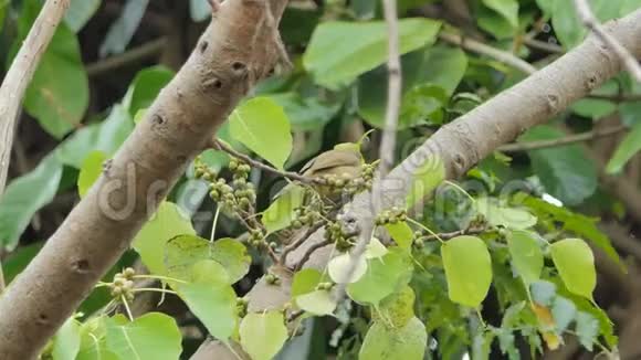 热带雨林中的条纹耳鸟视频的预览图