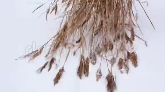 在一个霜雪纷飞的冬日村民背着干芦苇在雪地上大海捞针取暖视频的预览图