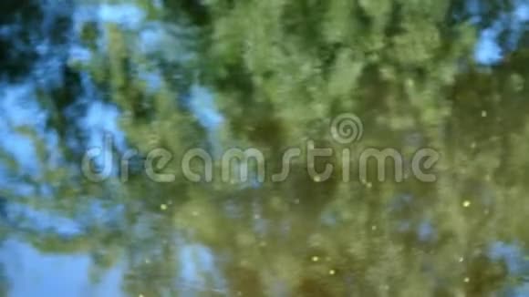 特写池塘河流在水面上反射树木蓝天阳光是可见的夏天白天视频的预览图