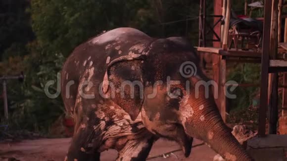 泰国普吉徒步旅行公园的可爱大象视频的预览图