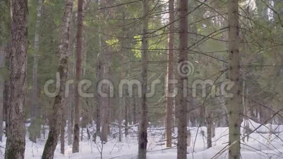 冬天的云杉林视频的预览图