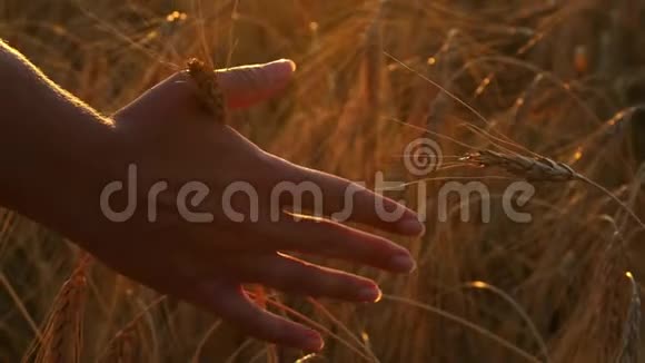 女孩手一动抚摸着夕阳下的麦子女子手在麦田慢动作特写视频的预览图