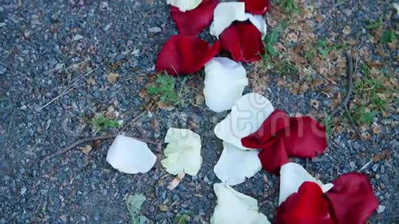 特写地上小砾石散落的玫瑰花瓣白色红色视频的预览图