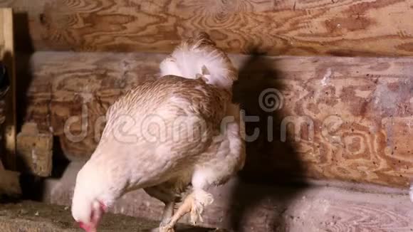 母鸡坐在公鸡旁边视频的预览图