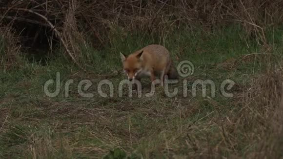 一只可爱的野生红狐狸外阴在灌木丛的边缘觅食视频的预览图
