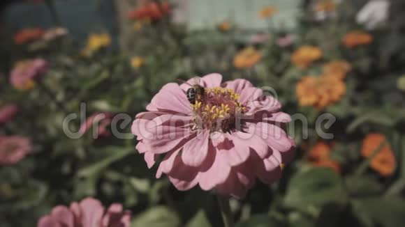 蝴蝶把蜜蜂吓跑了视频的预览图