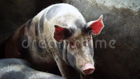 一只黑斑的大猪坐在猪圈里后腿朝镜头看然后站起来视频的预览图