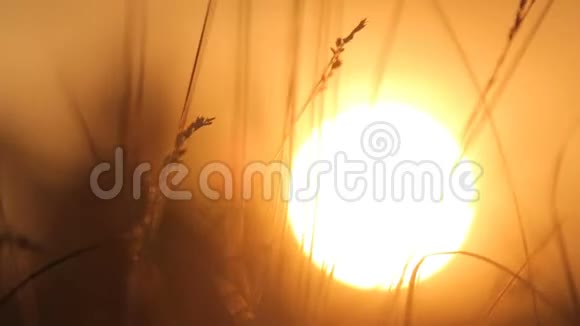 草原上的日落和一个橙色的大阳盘视频的预览图