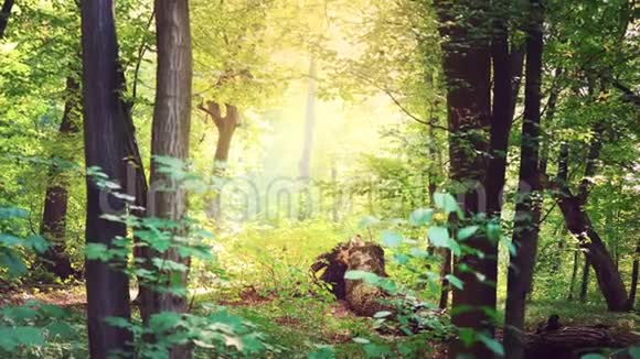 明亮的阳光穿过茂密的树枝绿色的树叶森林景观神奇的森林视频的预览图