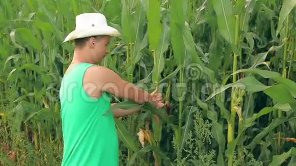 一个戴着帽子的农学家在田里撕下一只玉米穗视频的预览图