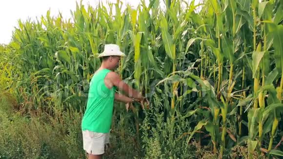 一个年轻的农学家在田里撕下一只玉米穗视频的预览图