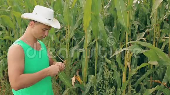 戴帽子的农夫检查玉米的质量视频的预览图