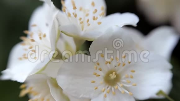 菲拉德尔菲斯科隆格白色的茉莉花在风中摇曳视频的预览图