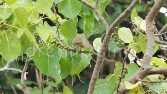 热带雨林中的条纹耳鸟视频的预览图