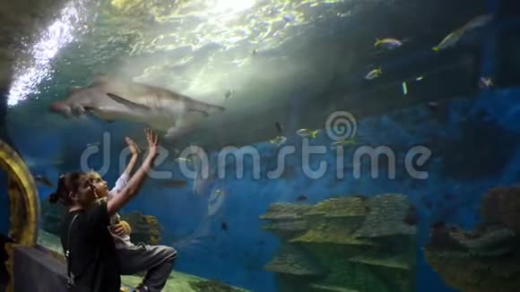 母亲和孩子在海洋馆看鲨鱼视频的预览图