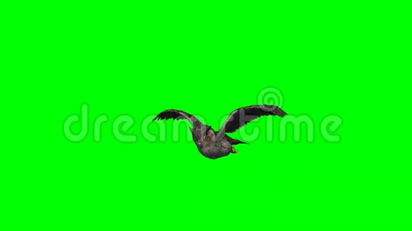 猫头鹰在飞翔3种不同的视角绿色屏幕视频的预览图
