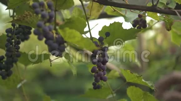 女人在葡萄园里摘红葡萄视频的预览图