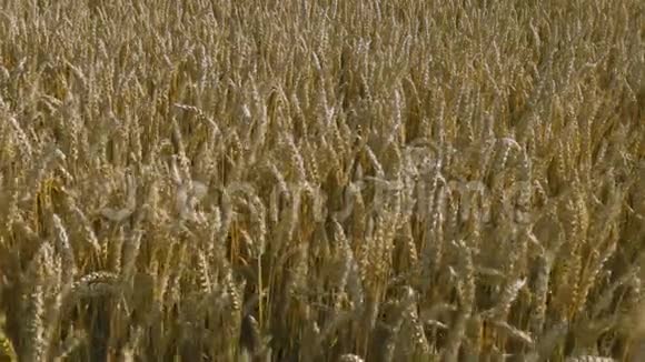 近景部分麦田夏季背景农业概念视频的预览图