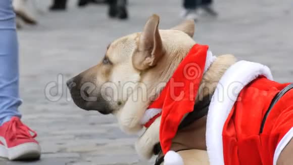 无家可归的乞丐的大白狗躺在一个滑稽的圣诞老人服装里人们经过视频的预览图
