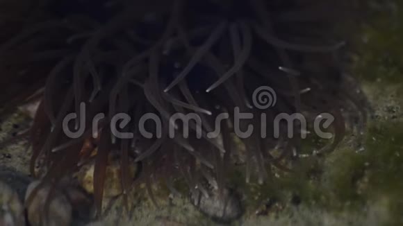 马耳他Qawra自然环境中的SnakelockAnemoneAnemoniavirdus触角视频的预览图