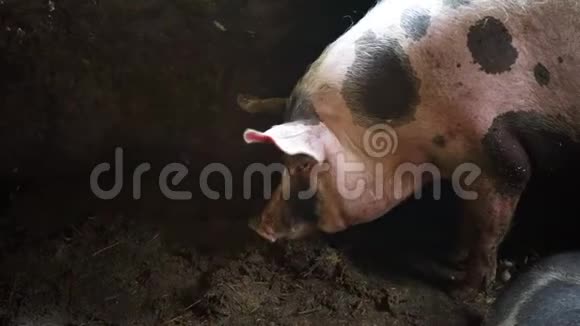 大猪在肮脏的猪圈里苍蝇有黑点的猪猪在泥土中嗅食物视频的预览图