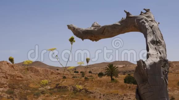 蓝天背景下沙哈拉沙漠中的一棵老树的木质缺口视频的预览图