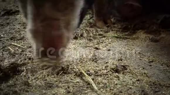 在猪圈里的地板上寻找食物在猪场里的一只大猪猪在泥土中嗅食物视频的预览图