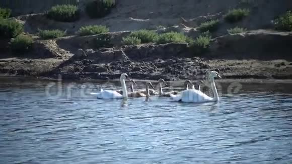 有小天鹅的雄性和雌性天鹅视频的预览图