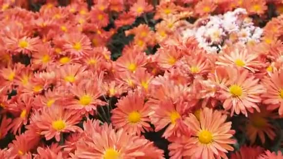 各种菊花的地毯视频的预览图